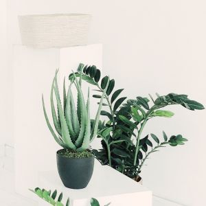 5 (Demo)